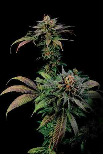 Blue Widow > Dinafem Seeds | Graines Féminisées  |  Hybride